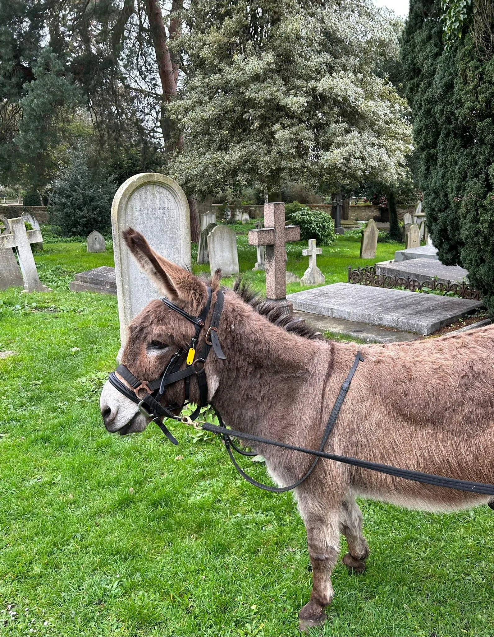 Palm Sunday with a Donkey! 