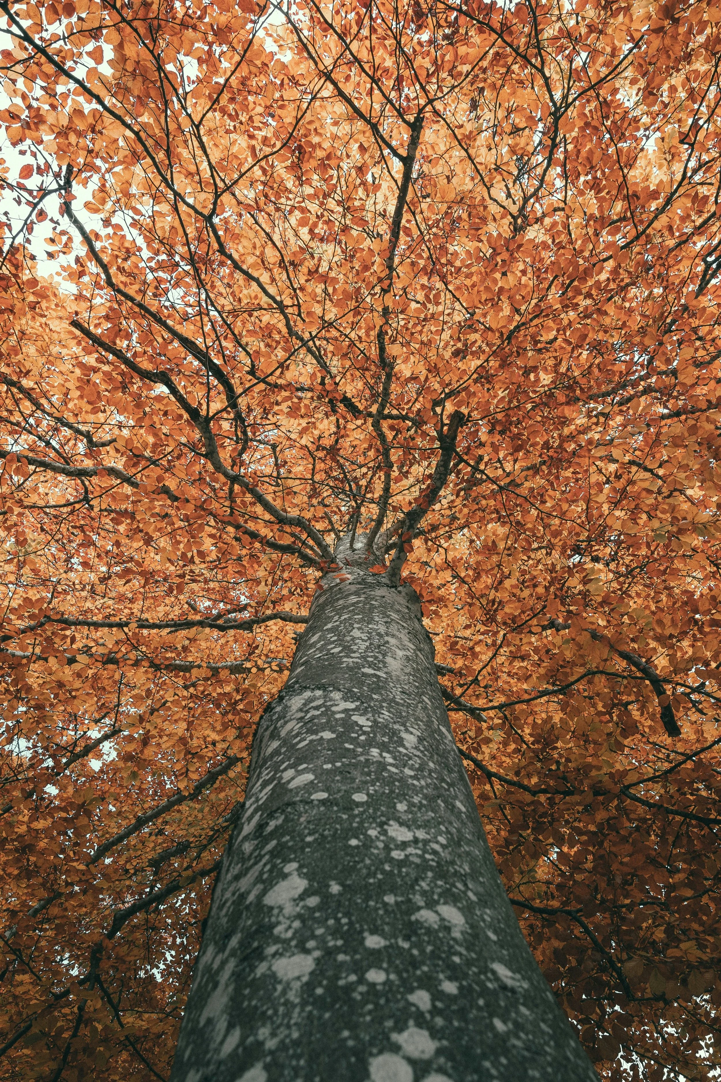 Tree Meditation (14 min)