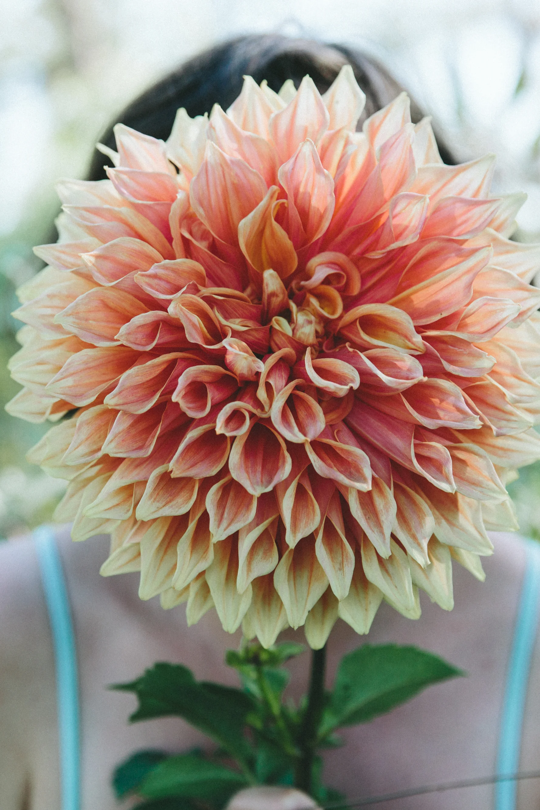 The truth about flowers