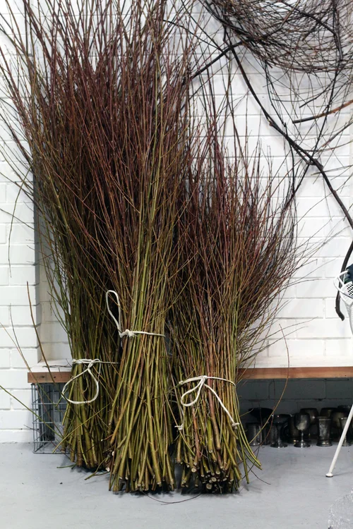 Wona: Loose leaf store