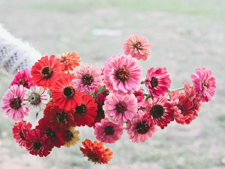 Lizette: Warialda beef