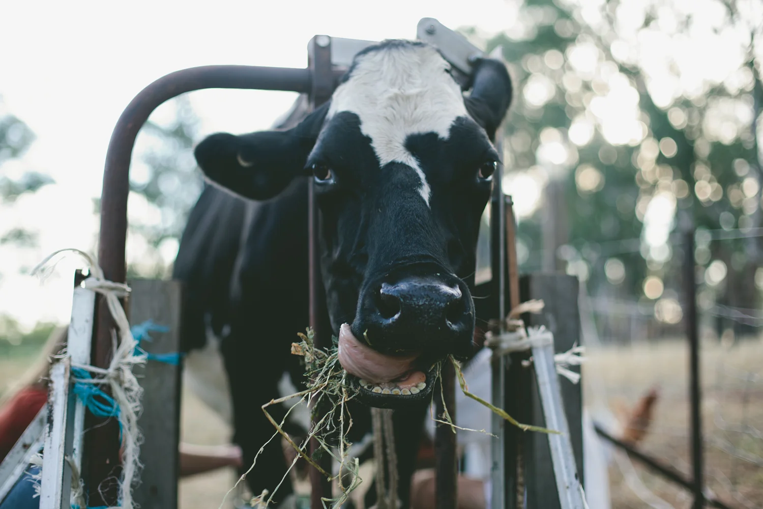 Our thoughts on raw milk