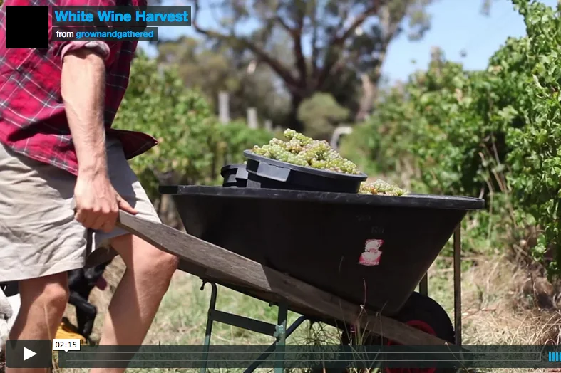 Natural white wine harvest