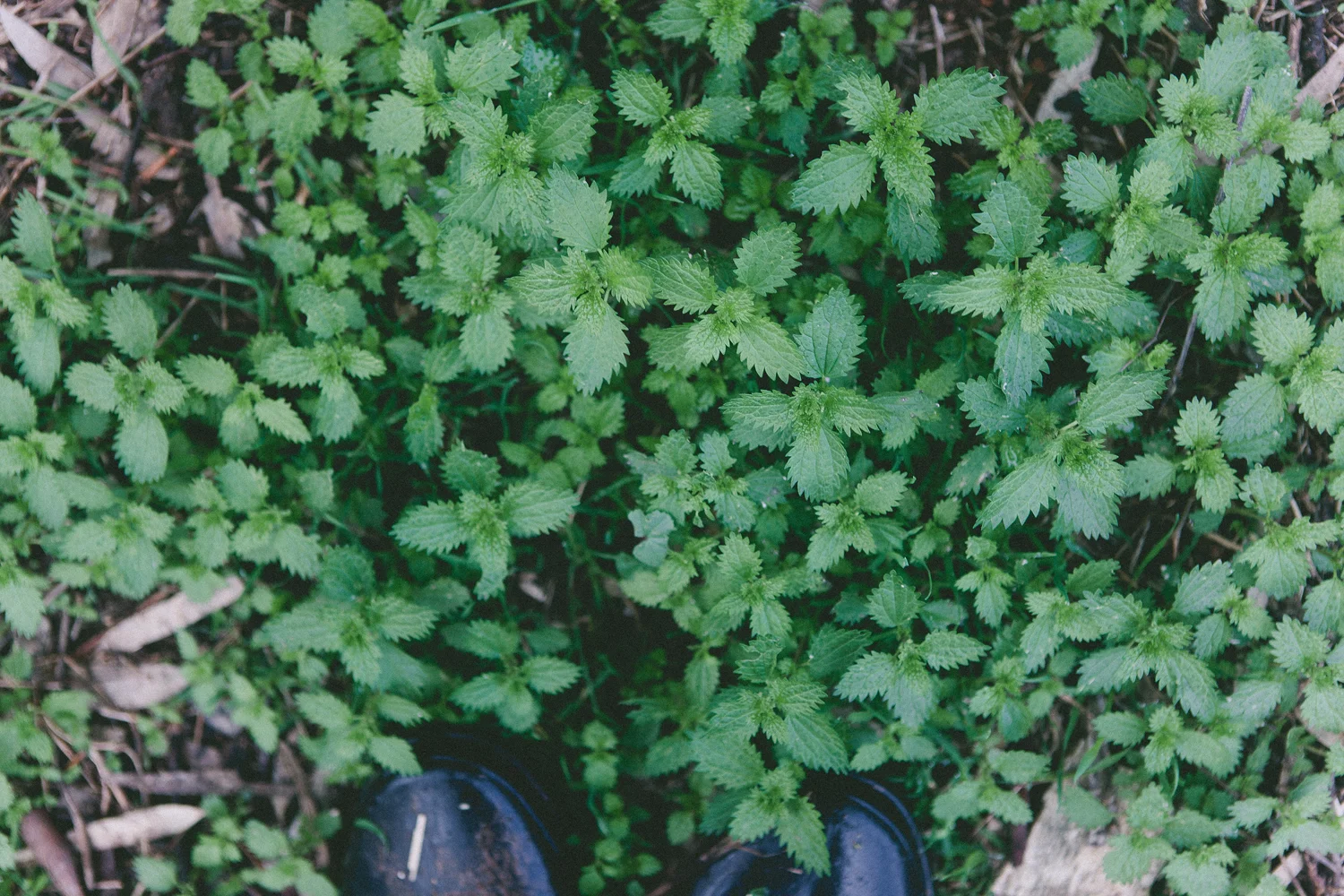 A little guide to picking edible weeds