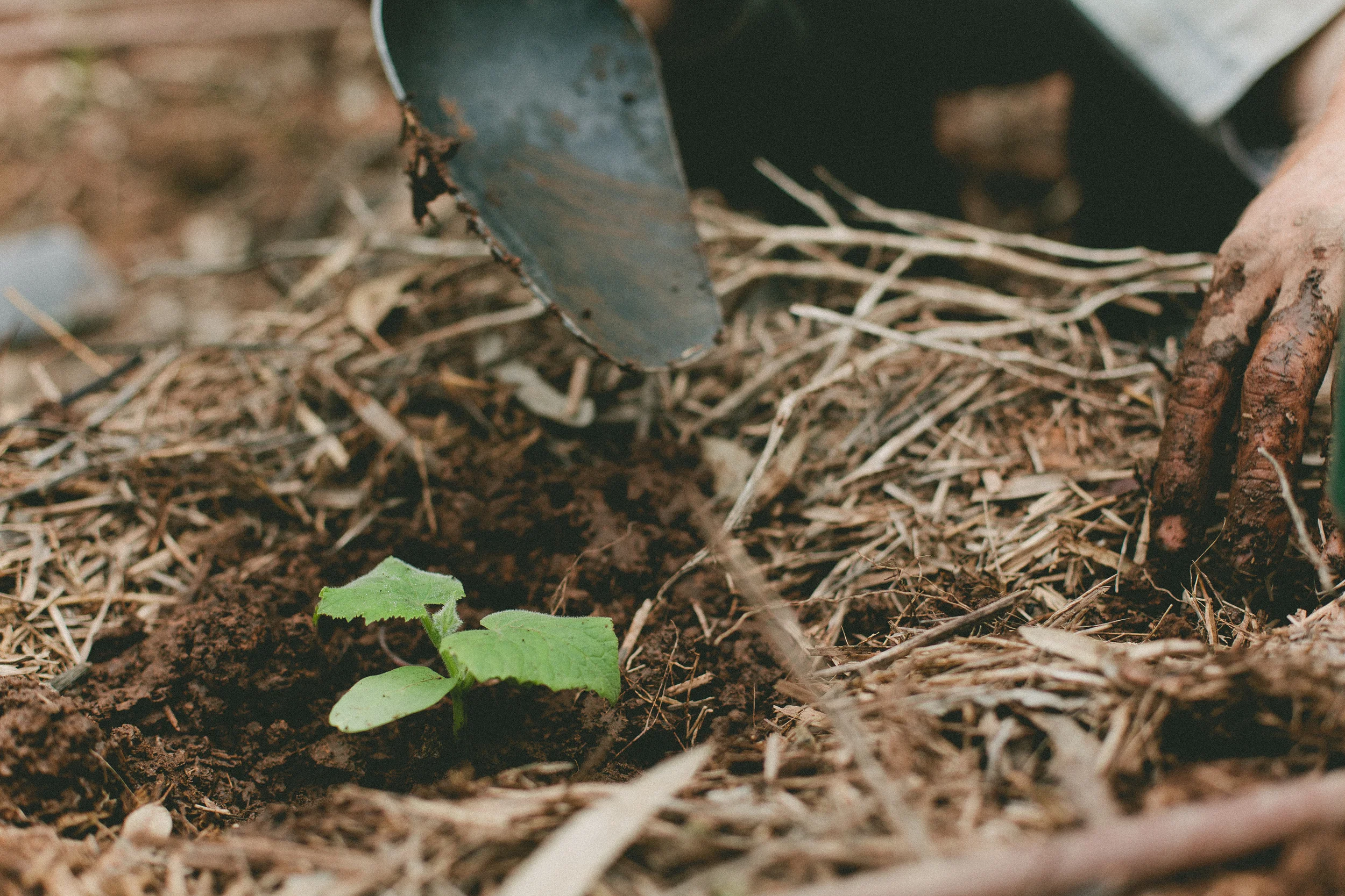 Planting strong seedlings + our sustainability award