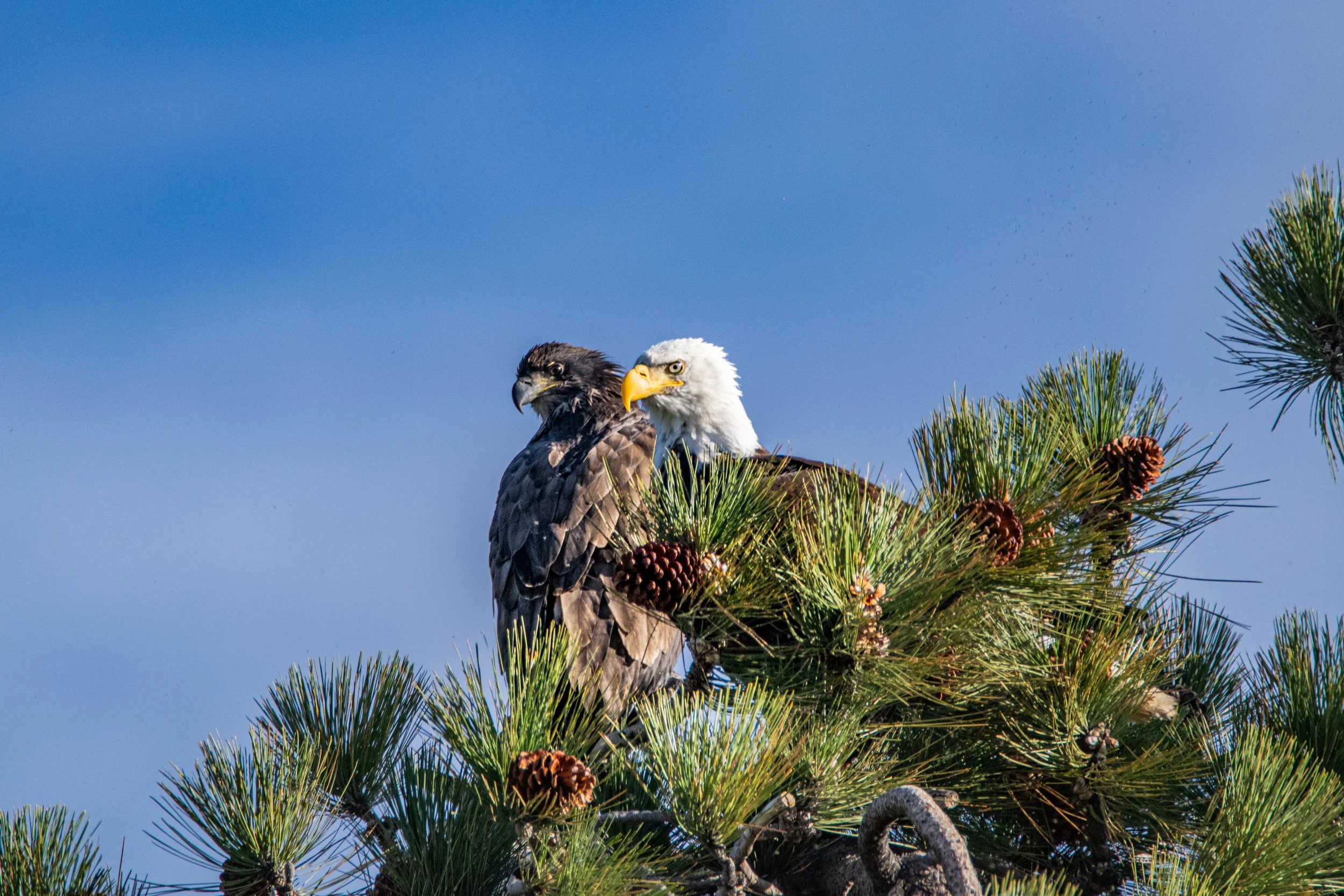 Jackie & Stormy Tree Top - Full-.jpg
