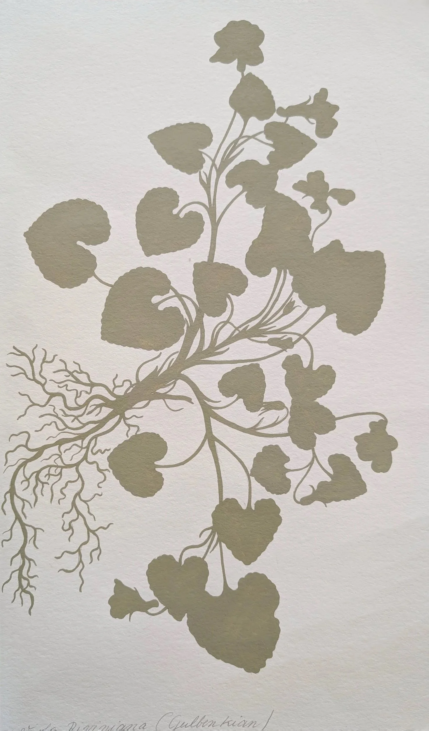 Suspended botanical paintings for CAM - Centro de Arte Moderna Gulbenkian shop