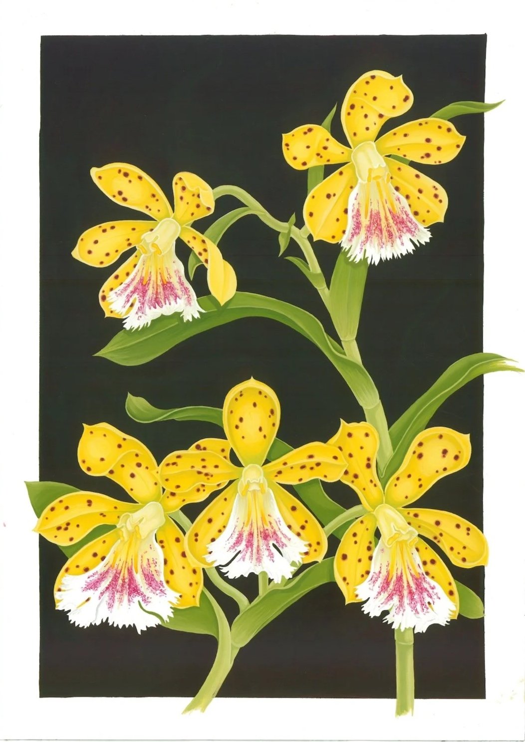 Epidendrum wallisii(2026) - pencil & gouache on Arches cotton paper, 36x51 cm 