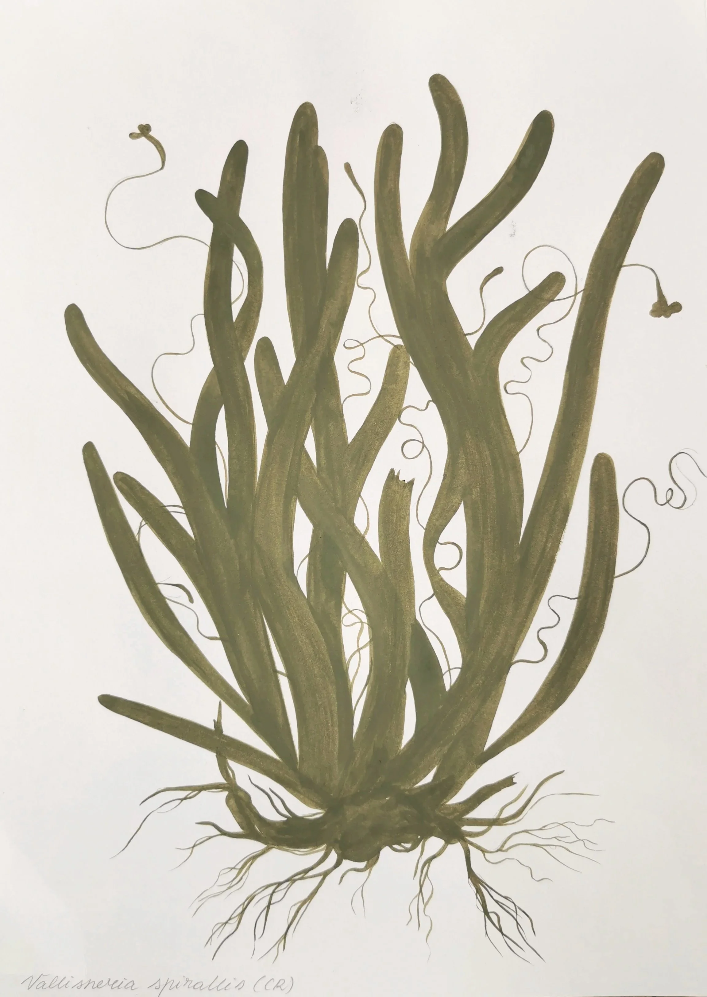 6.+Valisneria+spirallis.jpg