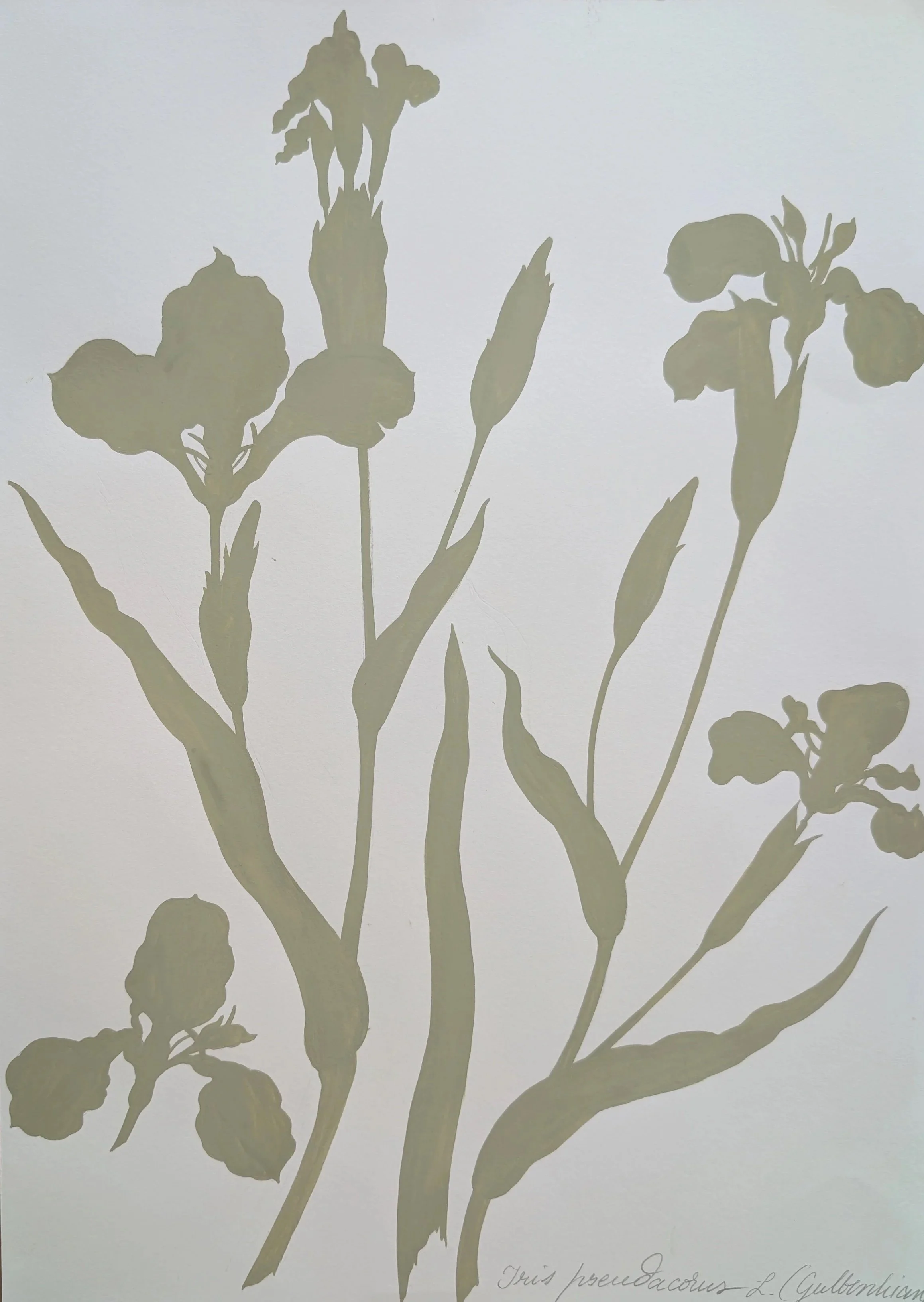 Iris+pseudacorus+L.jpg