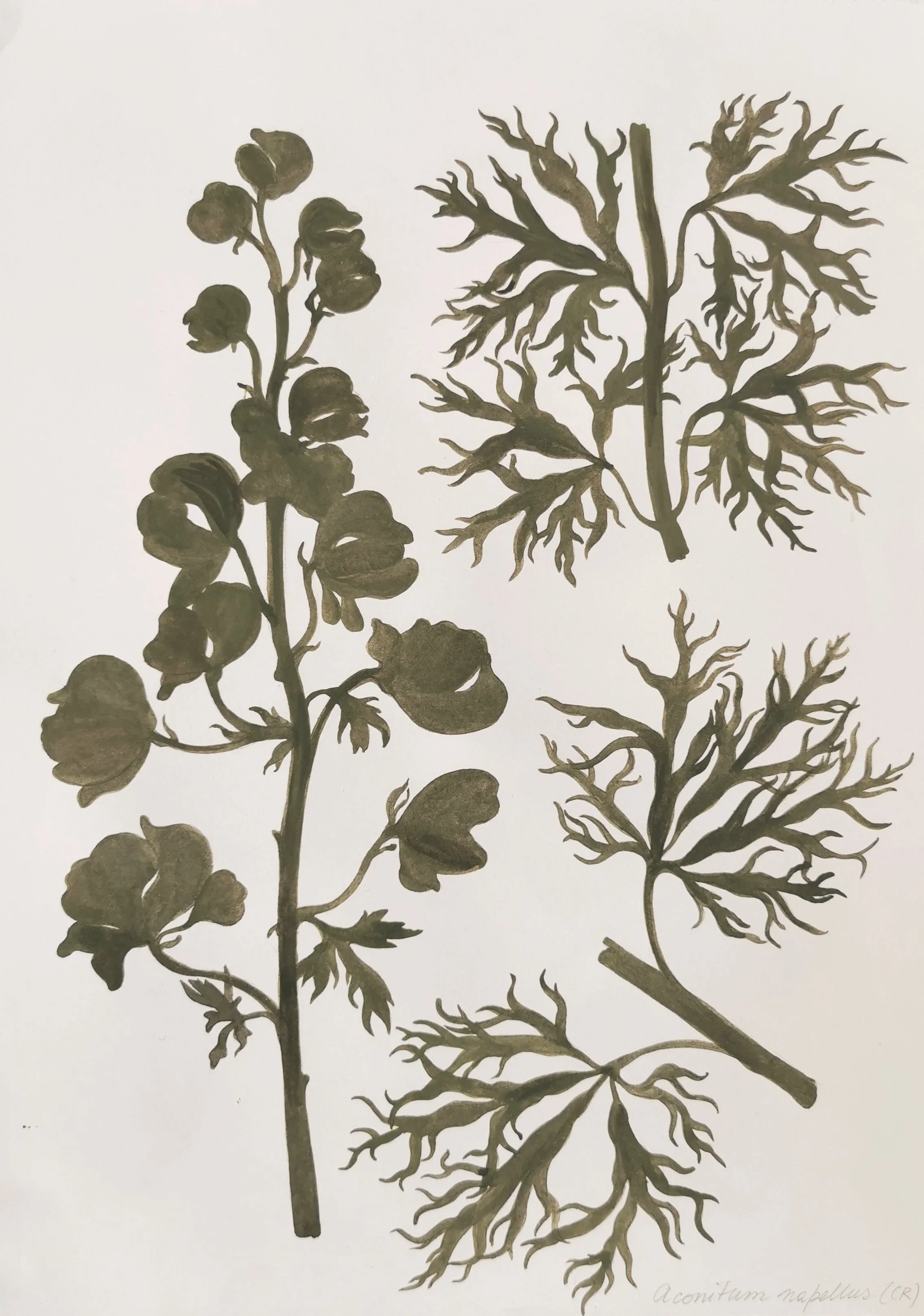 7.+Aconitum+napelllus.jpg