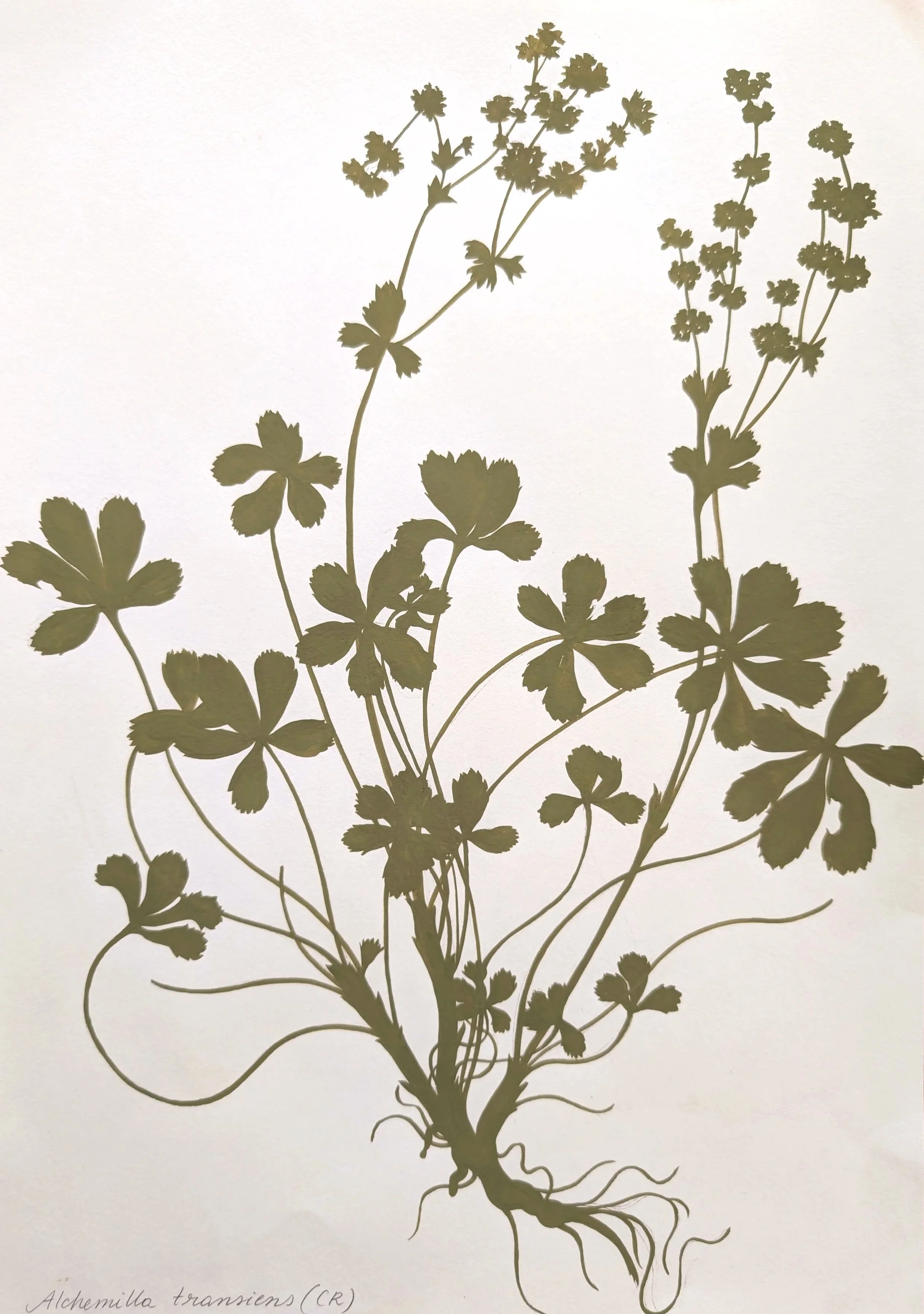 Alchemilla+transiens_220.jpg