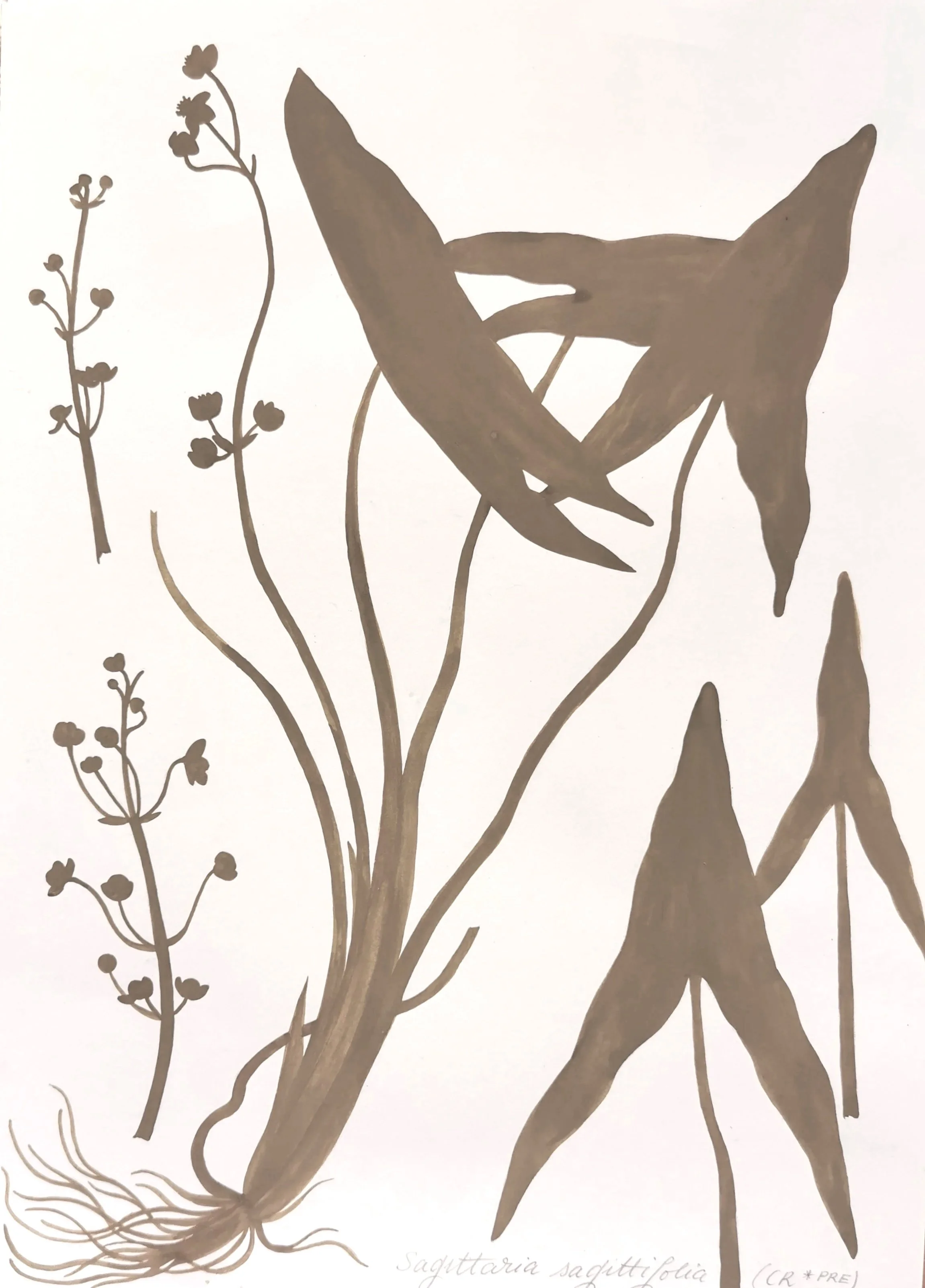 1.+Sagittaria+sagittifolia.jpg