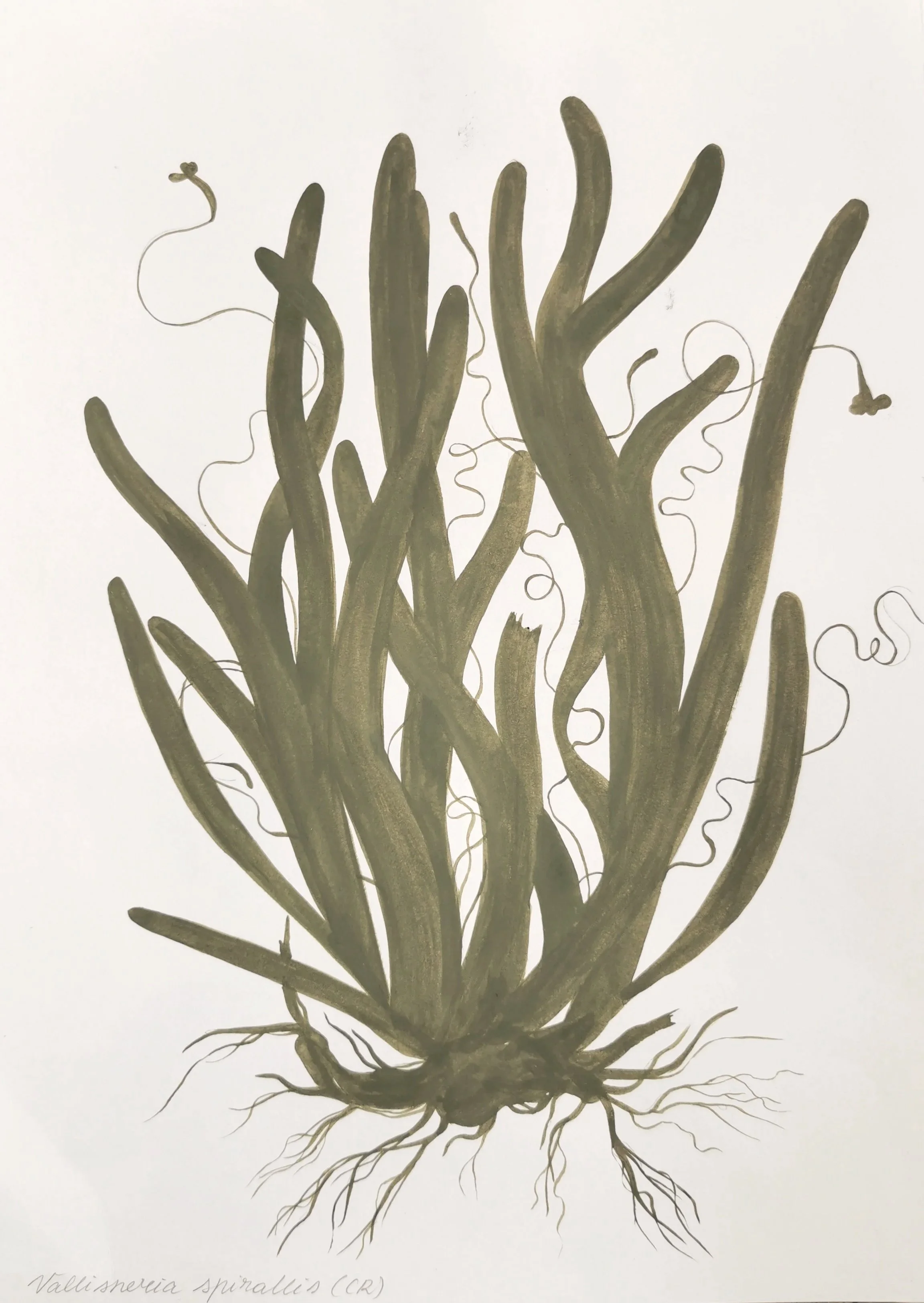 6.+Valisneria+spirallis.jpg