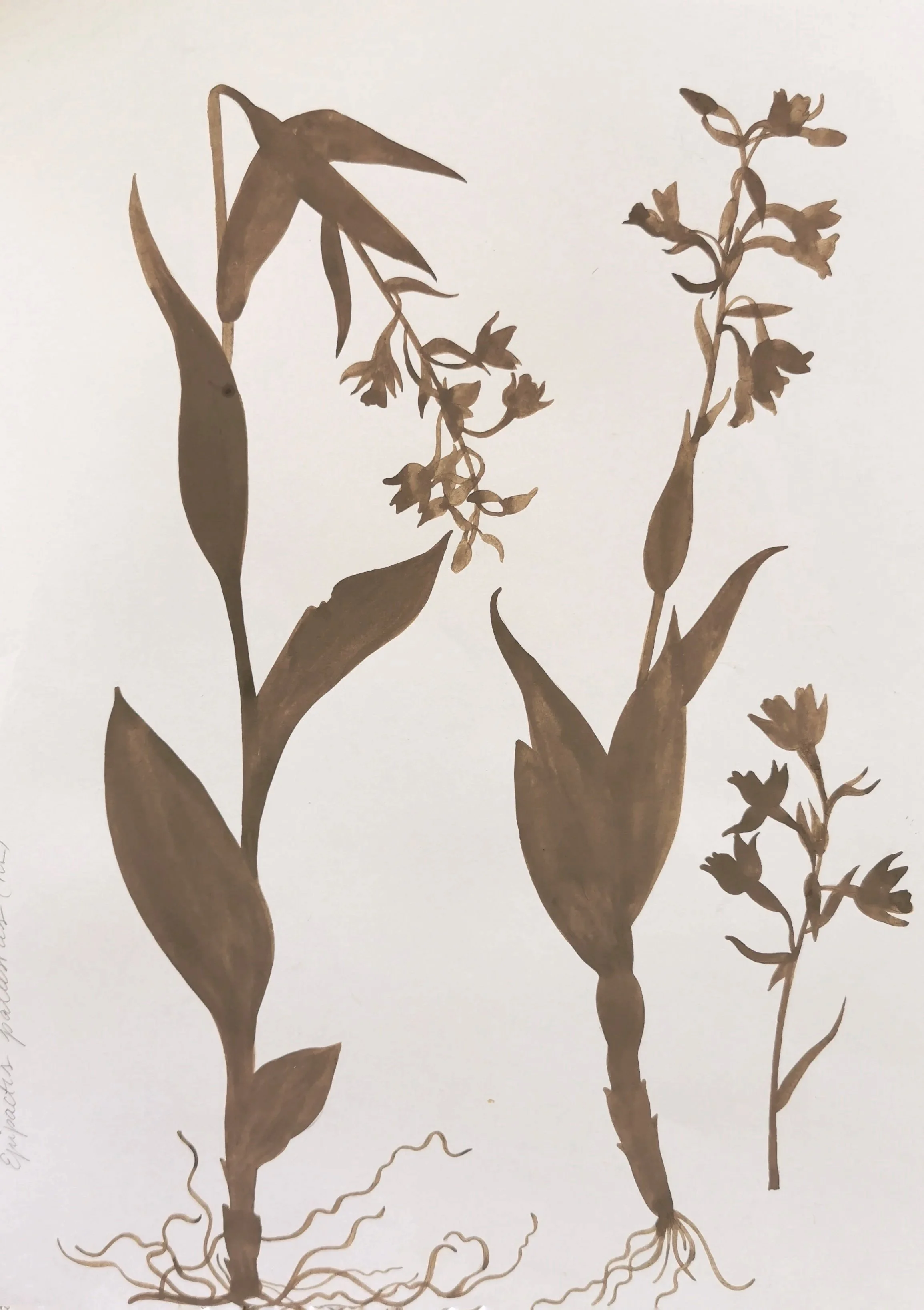 2.+Epipactis+pakustris.jpg