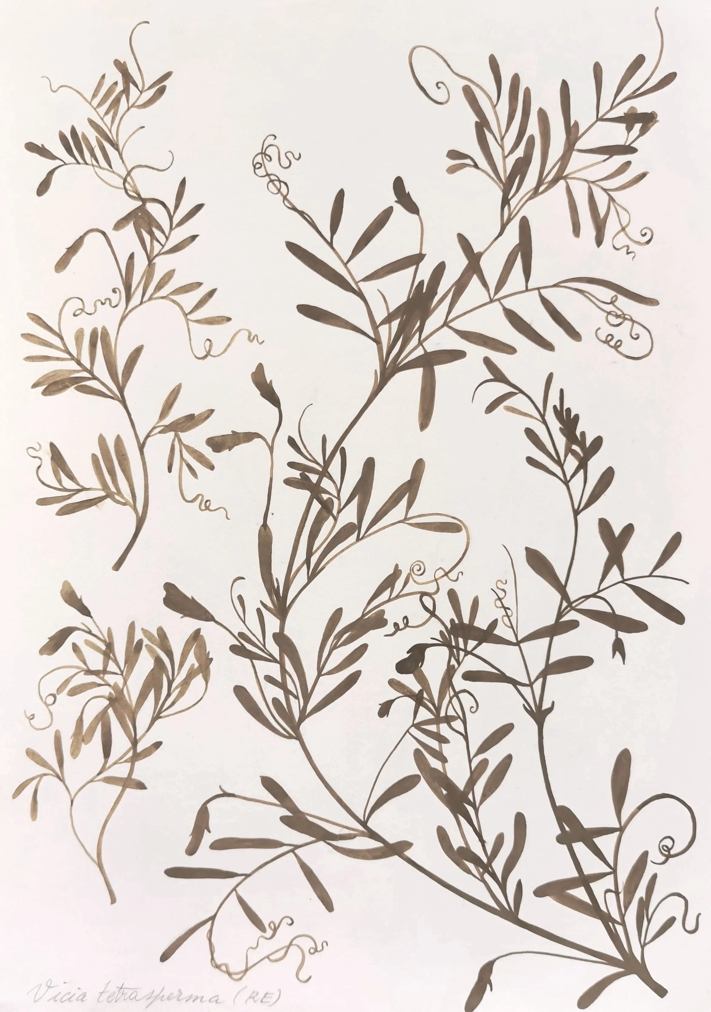 3.+Vicia+tetrasperma.jpg