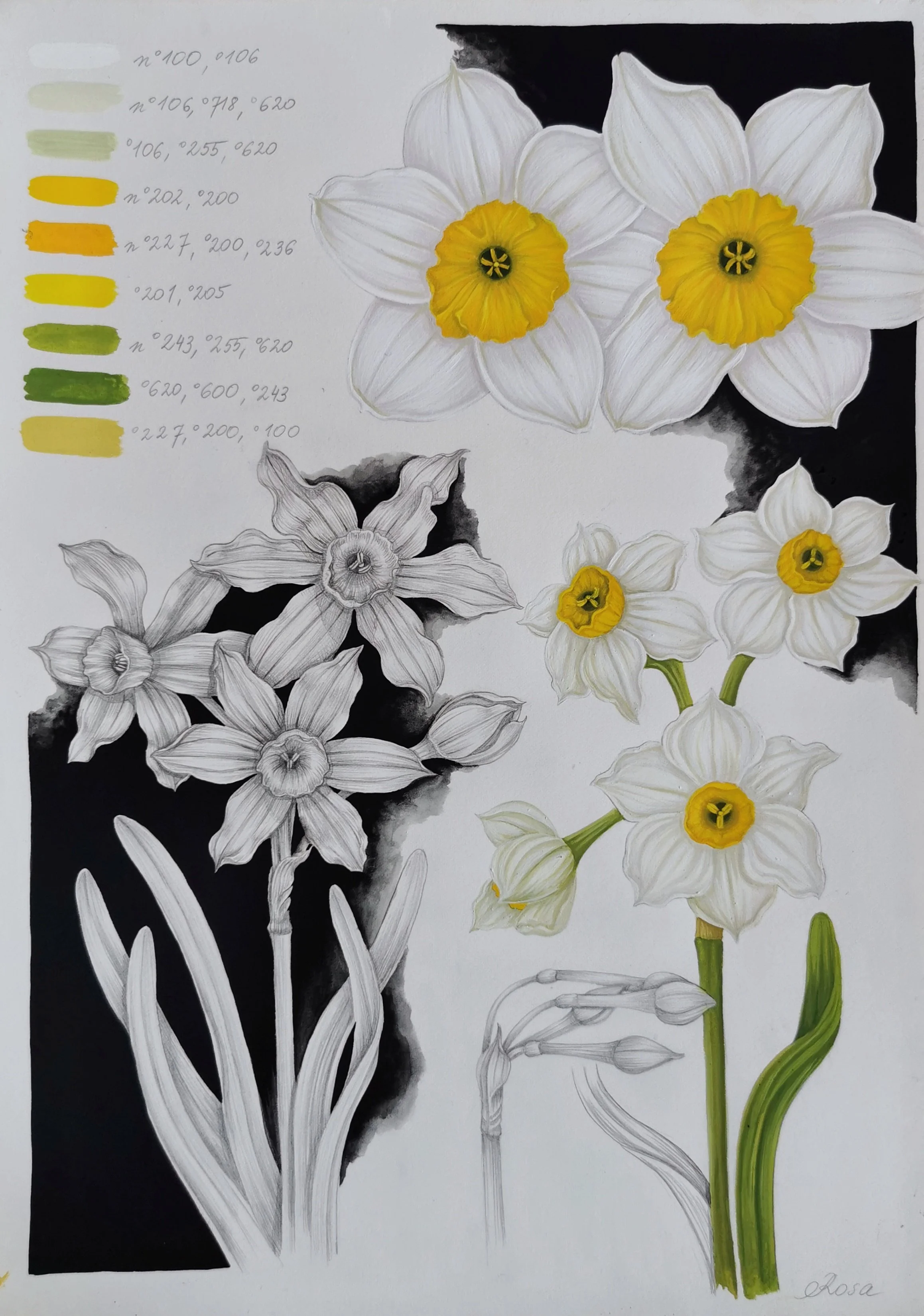 Narcissus Tazetta - original botanical illustration