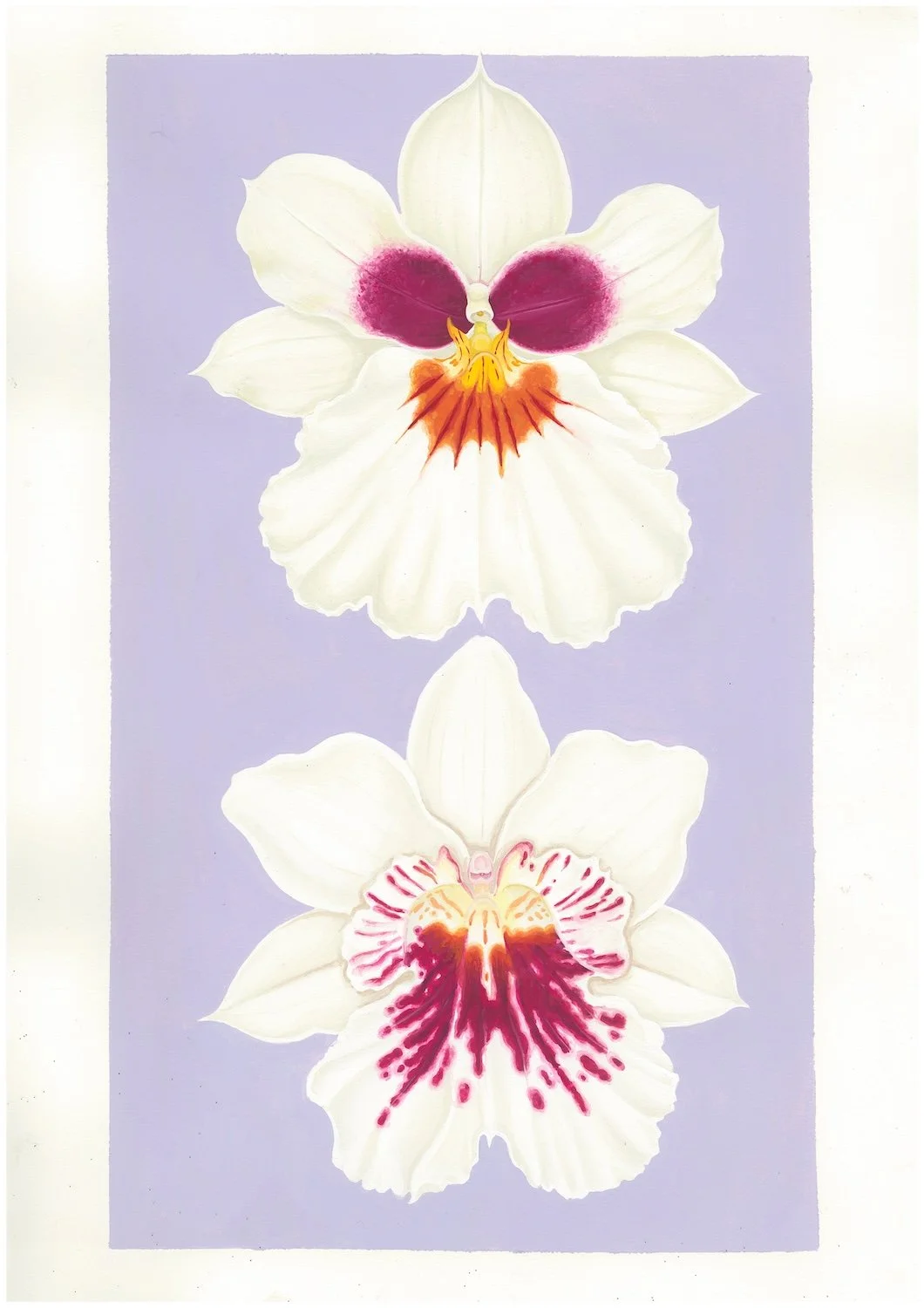 Miltionopsis phalaenopsis (2026) - pencil & gouache on Arches cotton paper, 42x29,7 cm 