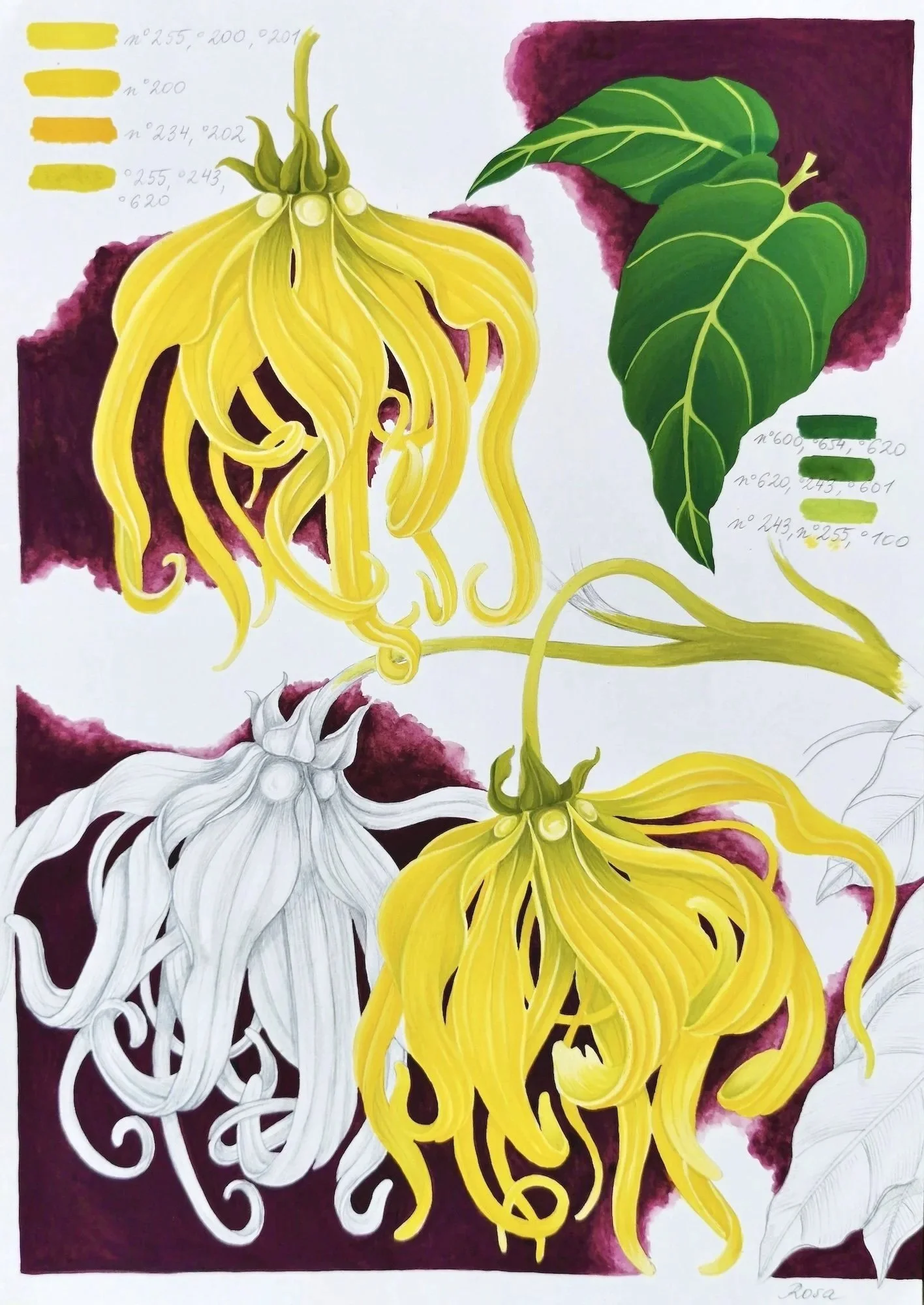 "Ylang Ylang" (2024) - pencil & gouache on Arches cotton paper, 42x29,7 cm 
