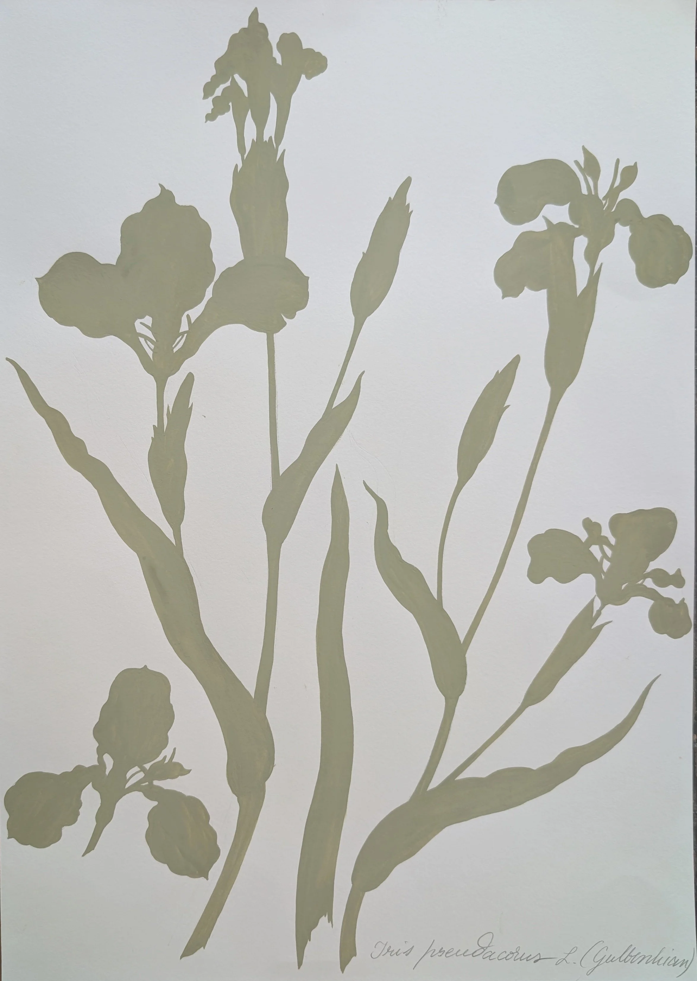 Iris pseudacorus L.jpg