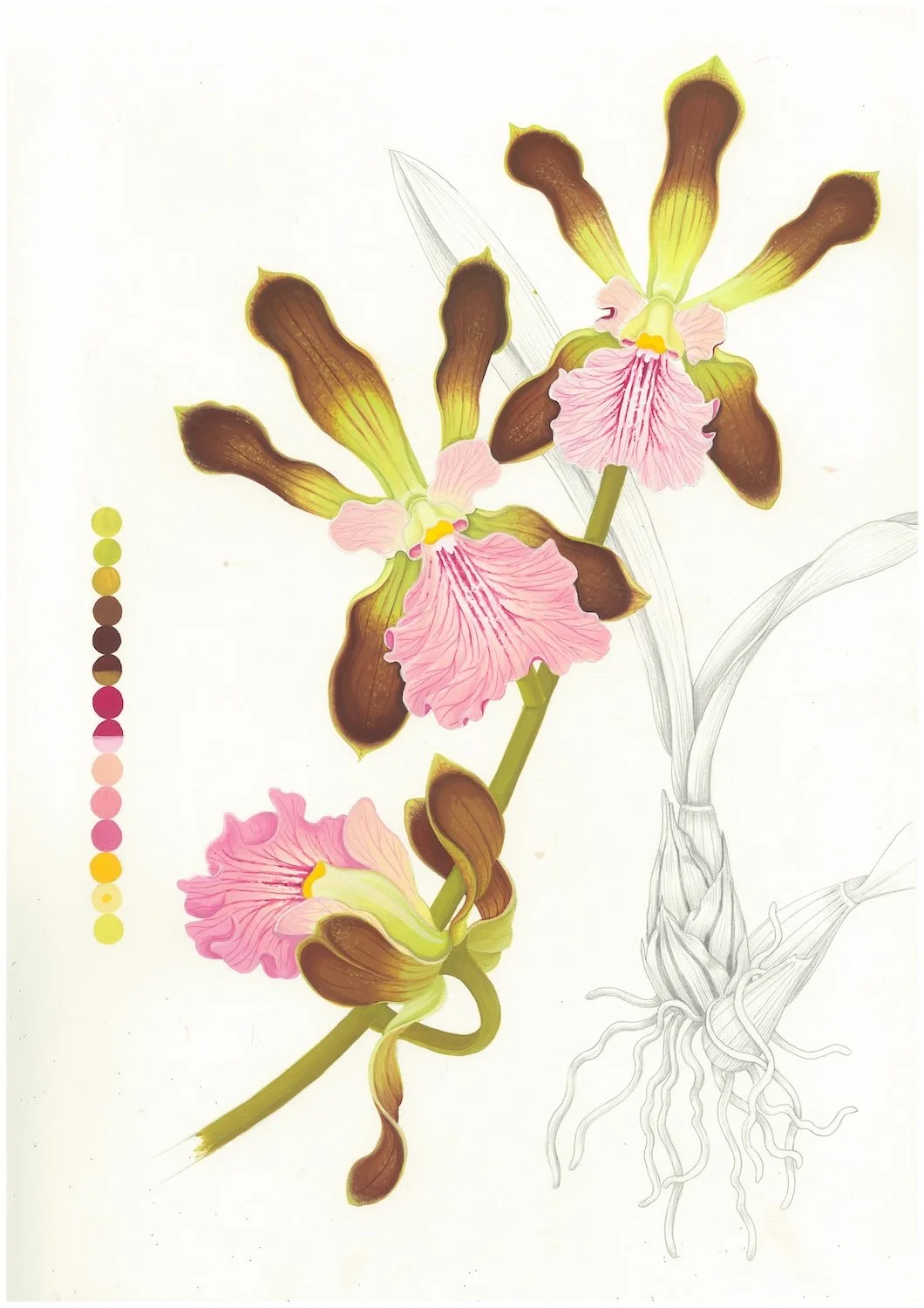 Encyclia Alata (2026) - pencil & gouache on Arches cotton paper, 42x29,7 cm