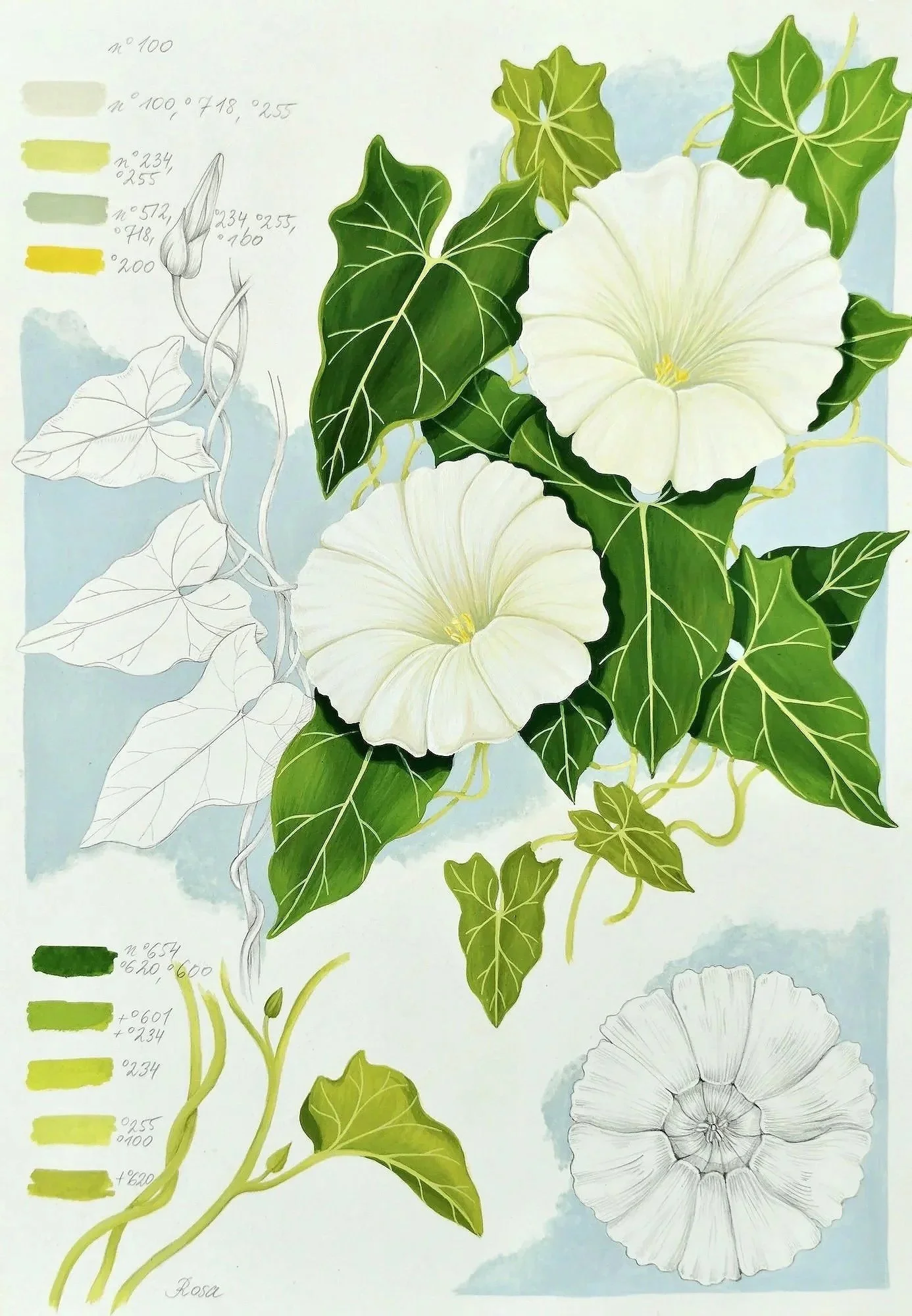 Morning Glory - original botanical illustration