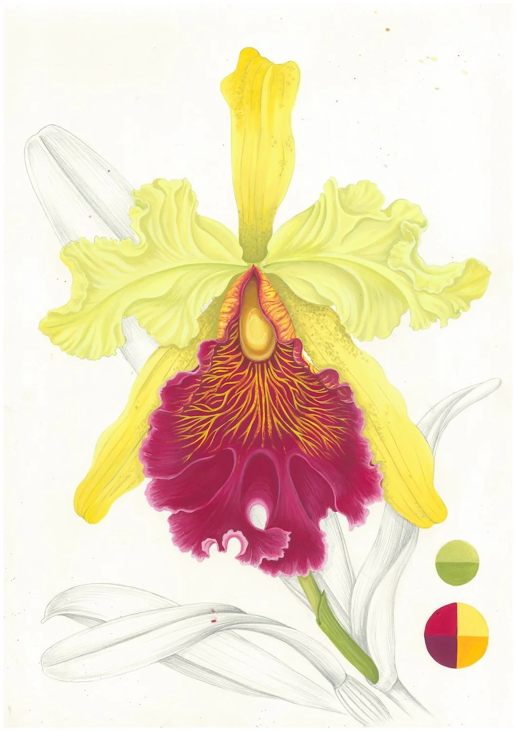 Cattleyaa Aurea (2026) - pencil & gouache on Arches cotton paper, 42x29,7 cm 