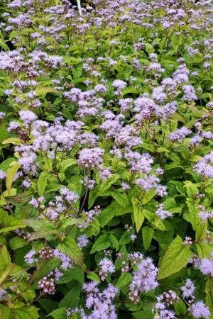 Hardy Ageratum