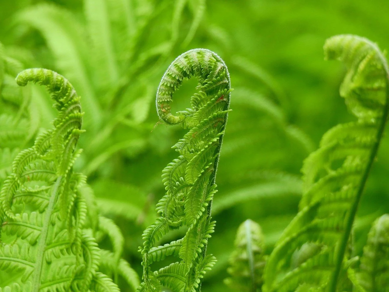 Ostrich Fern