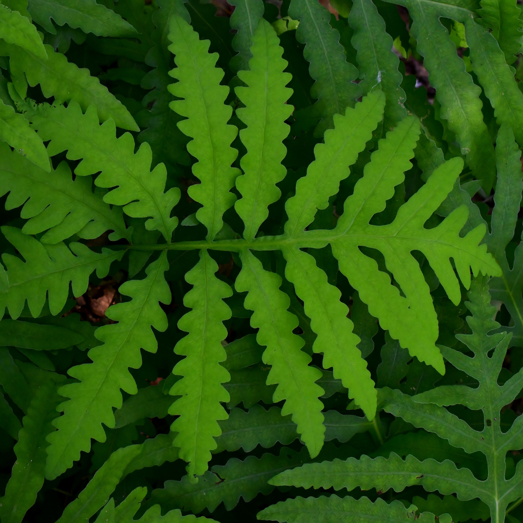 Sensitive Fern 