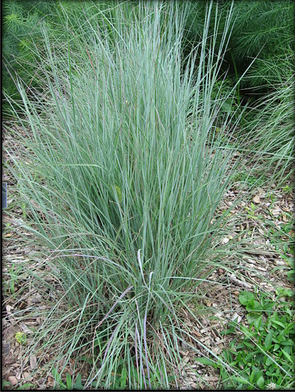 Little Bluestem Grass 'Standing Ovation'