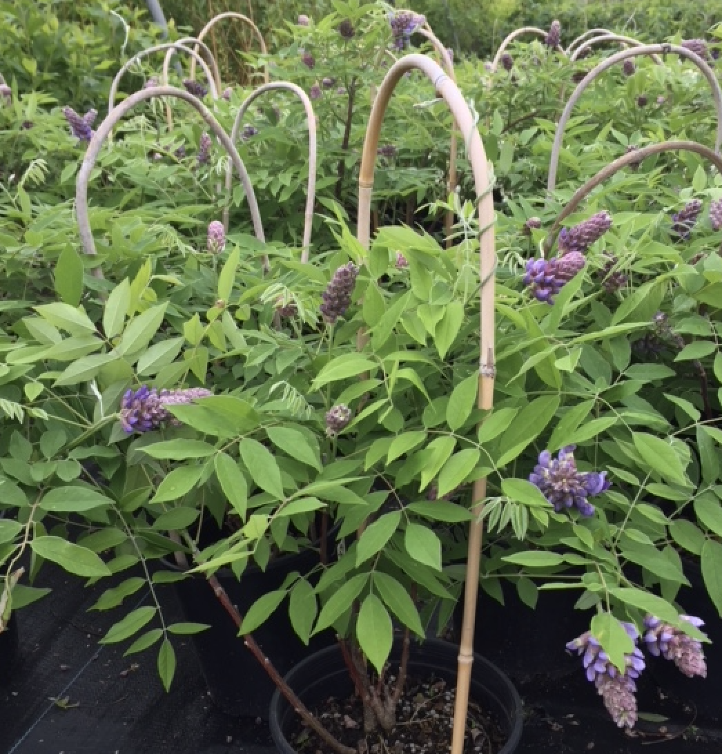 American Wisteria ‘Amethyst Falls’