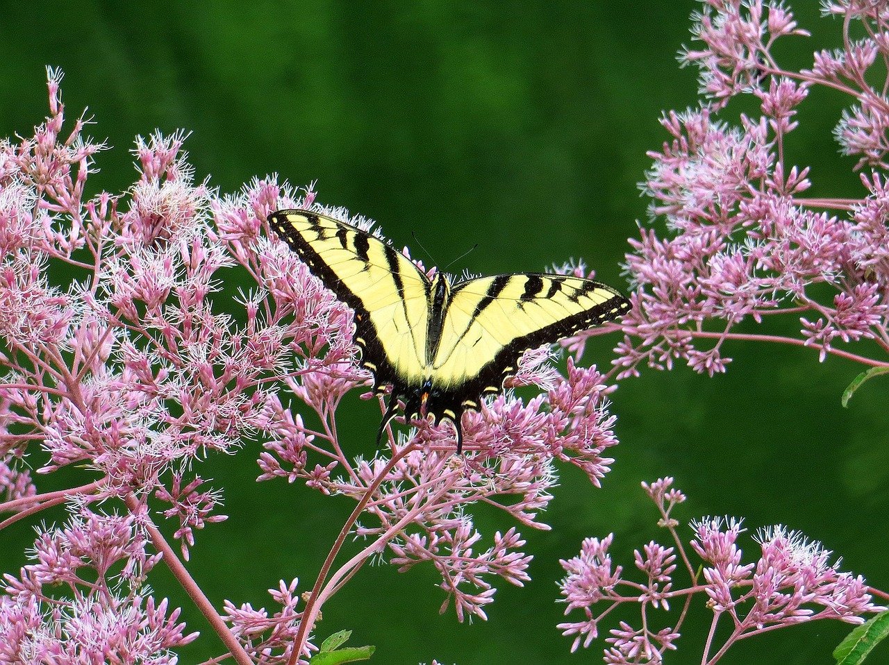 Coastal Joe Pye Weed