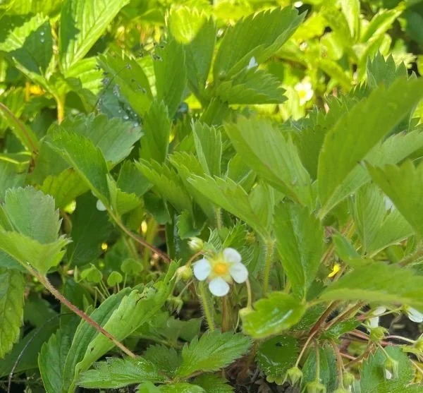 Wild Strawberry ‘Intensity’