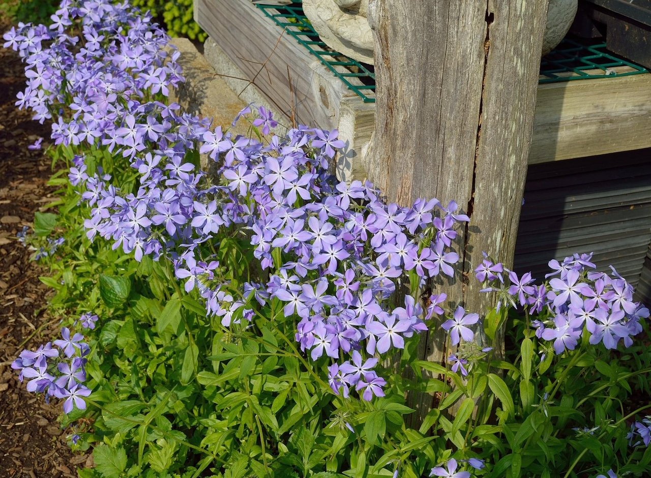 Woodland Phlox 'Blue Moon"
