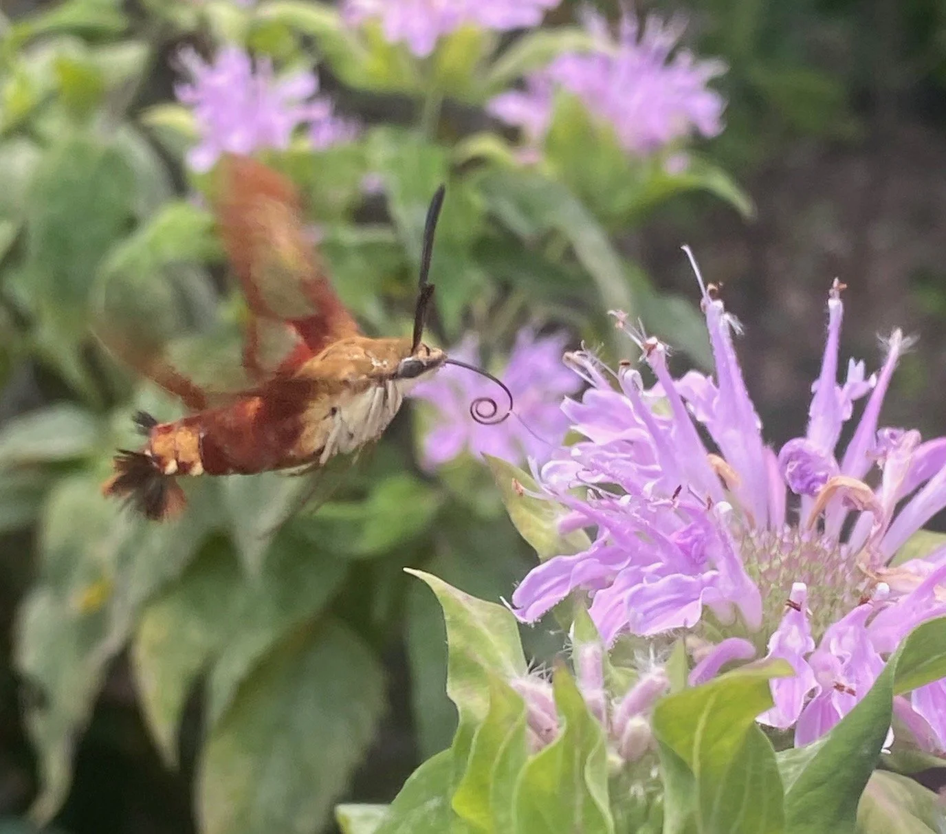 Wild Bergamot Bee Balm