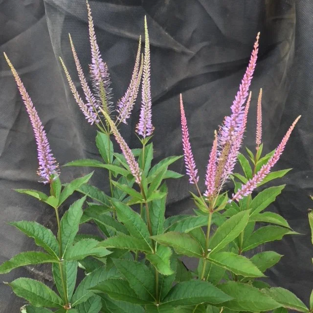 Culver's Root 'Adoration'