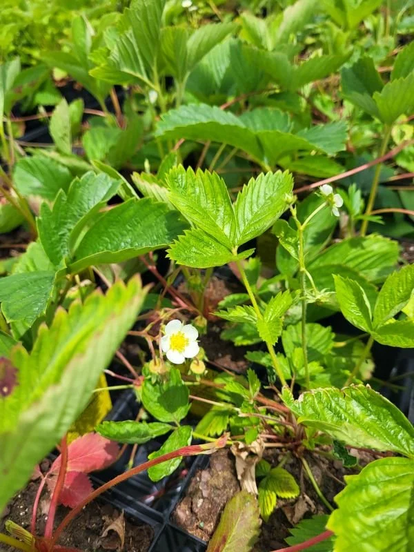 White Fruited Wild Strawberry