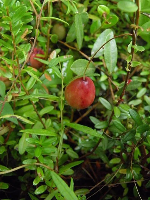 American Cranberry