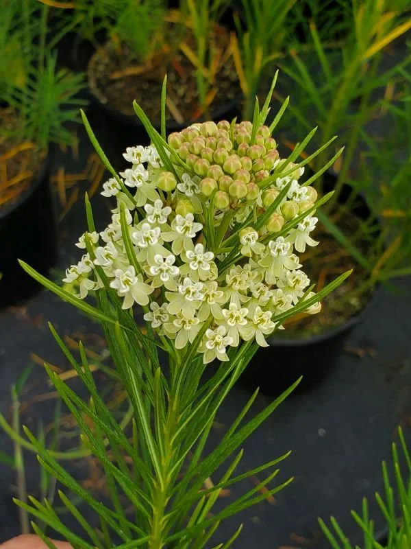 Whorled Milkweed
