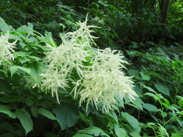 Goat’s Beard