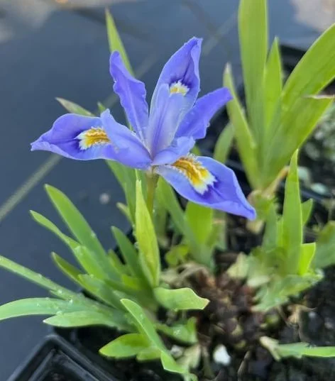 Blue Crested Iris