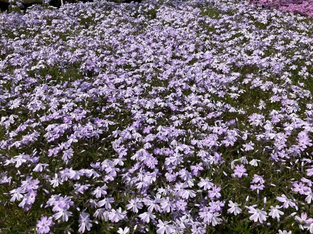 Creeping Phlox 'Emerald Blue'