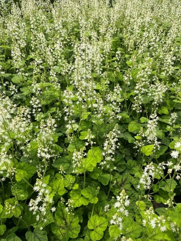Foamflower ‘Running Tapestry’