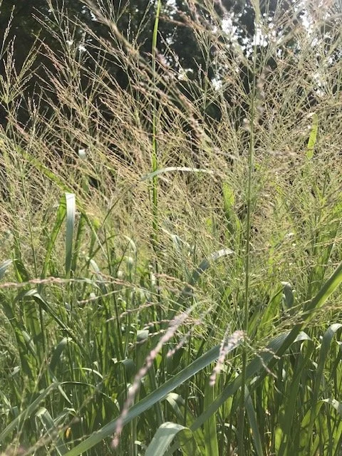 Switchgrass ‘Prairie Dog’