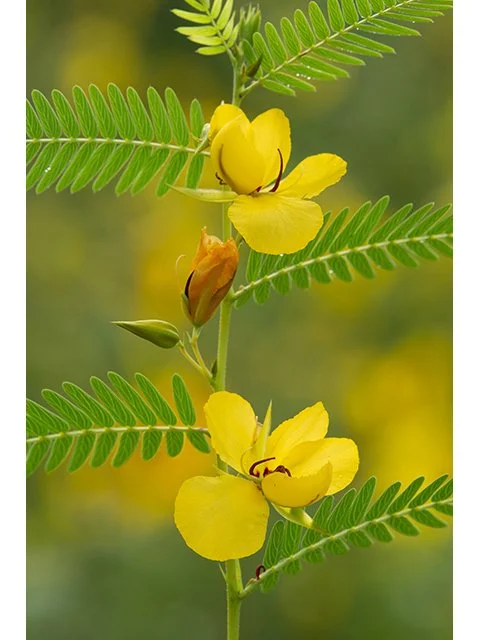 Partridge Pea