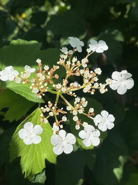 American Cranberrybush