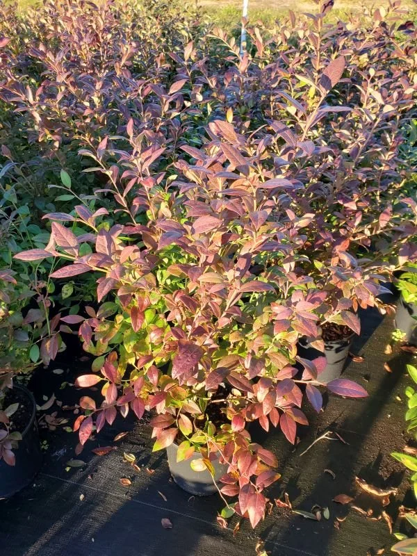 Highbush Blueberry ‘Legacy’