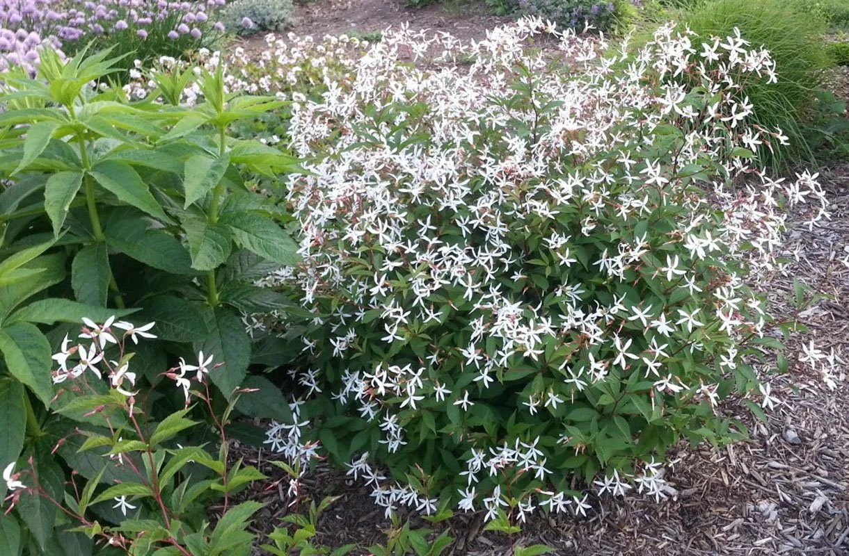 Bowman's Root-Gillenia trifoliata Pic Glover Perennials.jpg