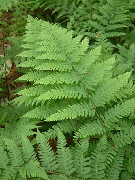 Lady Fern